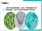 2.1 生物体的基本单位（第4课时）-初中科学七年级上册 同步教学课件（浙教版2024）