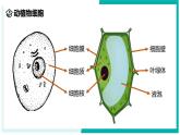 2.1 生物体的基本单位（第4课时）-初中科学七年级上册 同步教学课件（浙教版2024）