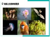 2.5 生物的多样性（第2课时）-初中科学七年级上册 同步教学课件+素材（浙教版2024）