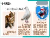 2.4 生物的分类-初中科学七年级上册 同步教学课件+素材（浙教版2024）