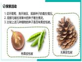 2.2 形形色色的植物（第2课时）-初中科学七年级上册 同步教学课件+素材（浙教版2024）