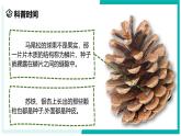 2.2 形形色色的植物（第2课时）-初中科学七年级上册 同步教学课件+素材（浙教版2024）