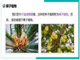 2.2 形形色色的植物（第2课时）-初中科学七年级上册 同步教学课件+素材（浙教版2024）