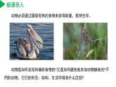 【核心素养】浙教版科学七年级上册 2.3 多姿多彩的动物（第1课时）（教学课件+教学设计+同步练习）