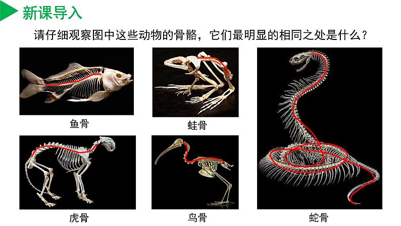 【核心素养】浙教版科学七年级上册 2.3 多姿多彩的动物（第2课时）（教学课件+教学设计+同步练习）04