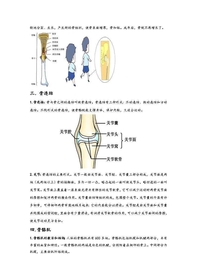 浙教版九年级下册科学讲练课堂3.5人的运动系统和保健(讲义)(原卷版+解析)02