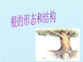 华师大版科学八年级上册第4章 植物的物质和能量的转化 复习课件