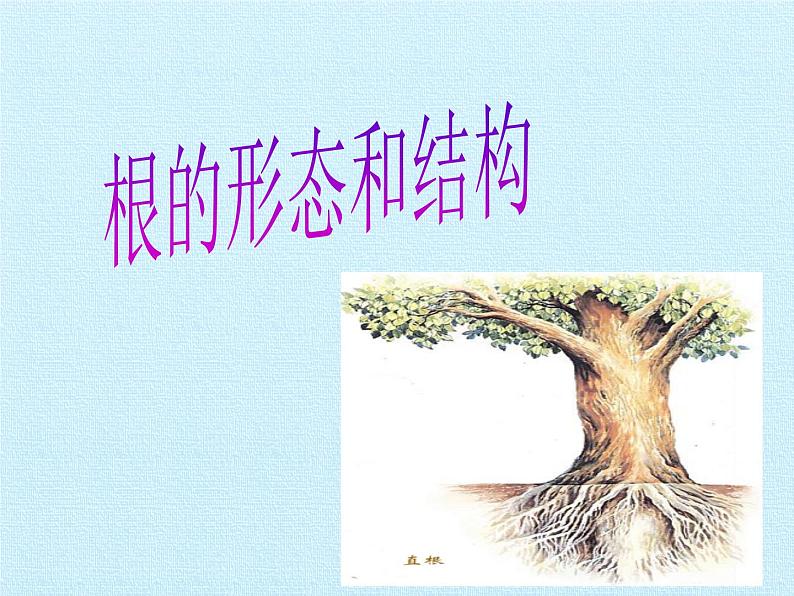 华师大版科学八年级上册第4章 植物的物质和能量的转化 复习课件03