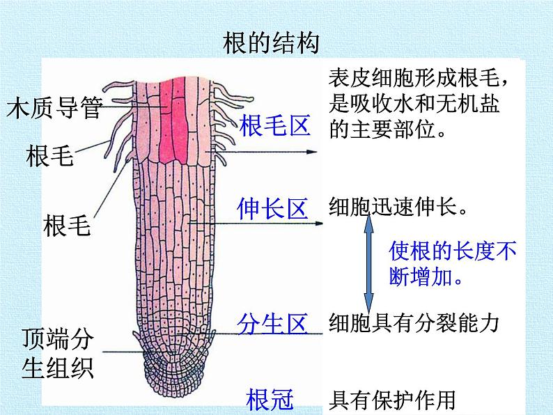 华师大版科学八年级上册第4章 植物的物质和能量的转化 复习课件06