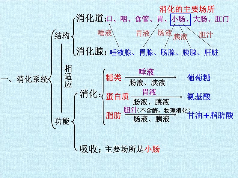 华师大版科学八年级上册第5章 人体的物质和能量的转化 复习课件第5页