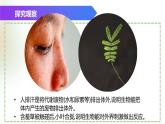 （浙教版2024）七年级上册科学同步课件2-1生物体的基本单位（第1课时） 课件