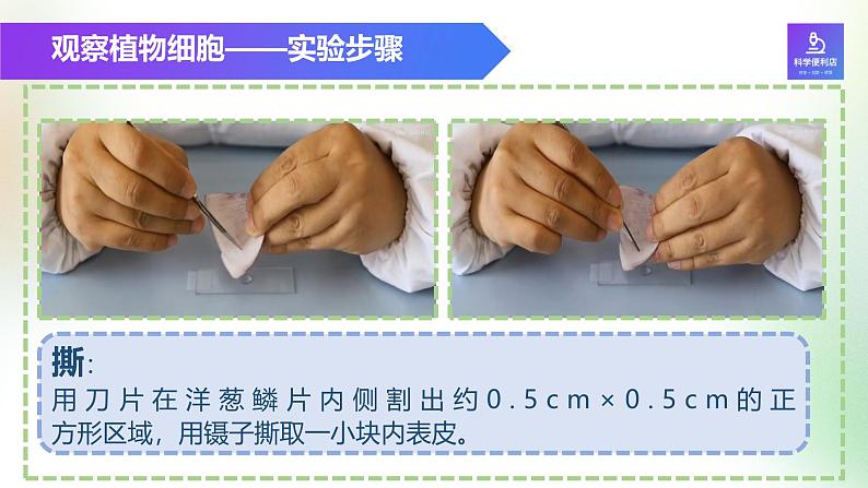 （浙教版2024）七年级上册科学同步课件2-1生物体的基本单位（第3课时） 课件06