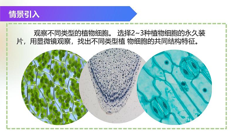 （浙教版2024）七年级上册科学同步课件2.1 生物体的基本单位（第4课时） 课件第2页