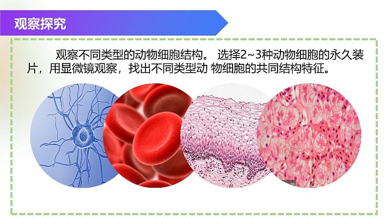 （浙教版2024）七年级上册科学同步课件2.1 生物体的基本单位（第4课时） 课件第3页
