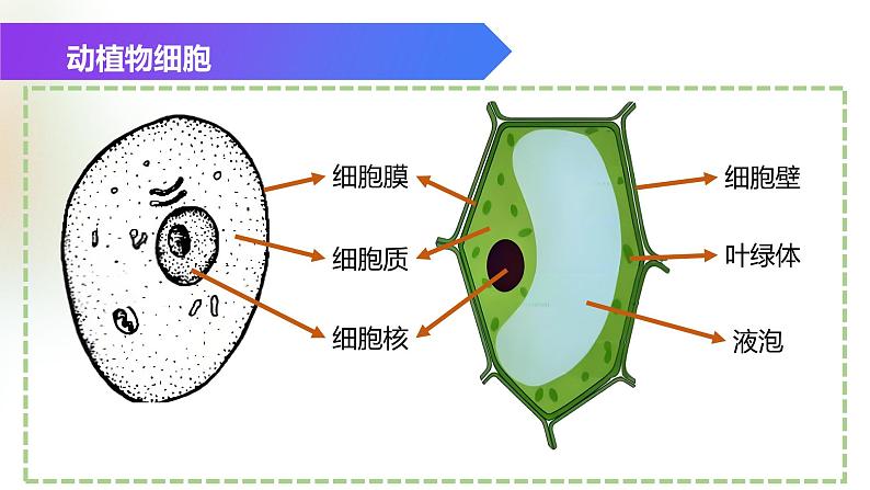 （浙教版2024）七年级上册科学同步课件2.1 生物体的基本单位（第4课时） 课件第5页