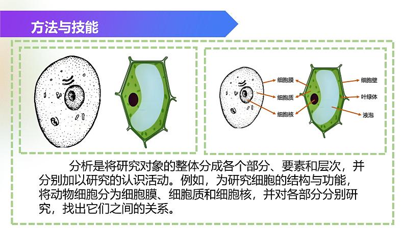 （浙教版2024）七年级上册科学同步课件2.1 生物体的基本单位（第4课时） 课件第6页