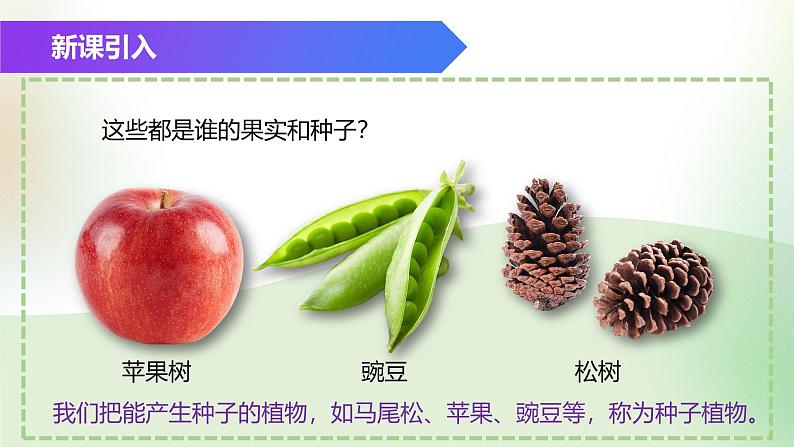 （浙教版2024）七年级上册科学同步课件2-2 形形色色的植物（第2课时） 课件第2页