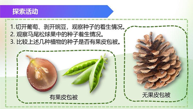 （浙教版2024）七年级上册科学同步课件2-2 形形色色的植物（第2课时） 课件第3页