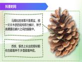（浙教版2024）七年级上册科学同步课件2-2 形形色色的植物（第2课时） 课件