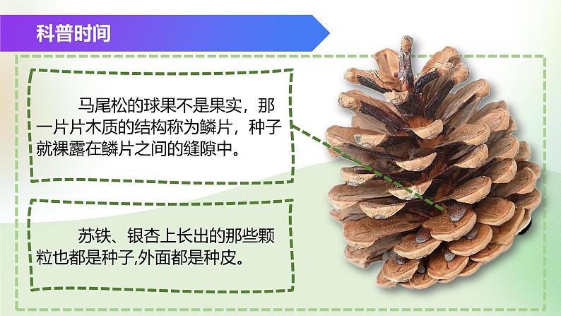 （浙教版2024）七年级上册科学同步课件2-2 形形色色的植物（第2课时） 课件第4页