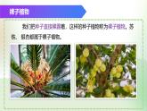 （浙教版2024）七年级上册科学同步课件2-2 形形色色的植物（第2课时） 课件
