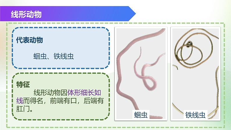 （浙教版2024）七年级上册科学同步课件2-3 多姿多彩的动物（第1课时）课件第7页