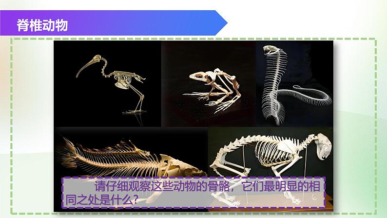 （浙教版2024）七年级上册科学同步课件2-3 多姿多彩的动物（第2课时） 课件02