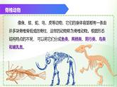 （浙教版2024）七年级上册科学同步课件2-3 多姿多彩的动物（第2课时） 课件