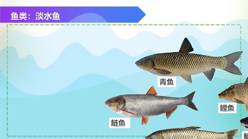 （浙教版2024）七年级上册科学同步课件2-3 多姿多彩的动物（第2课时） 课件05