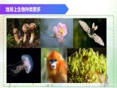 （浙教版2024）七年级上册科学同步课件2-5生物的多样性（第2课时） 课件