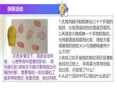 （浙教版2024）七年级上册科学同步课件2-1 生物体的基本单位（第2课时） 课件