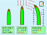 浙教版科学八年级上册第3章  生命活动的调节 复习课件