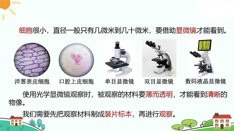 浙教版2024七年级上册科学第1节  生物体的基本单位（第3课时）  课件第2页