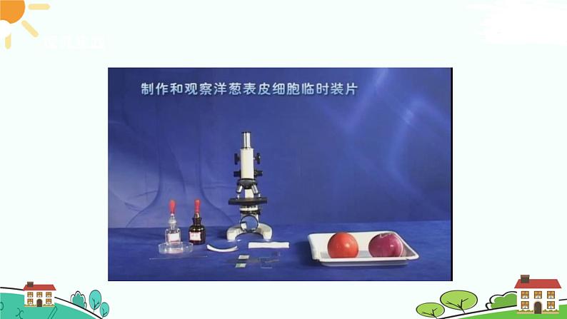 浙教版2024七年级上册科学第1节  生物体的基本单位（第3课时）  课件第4页