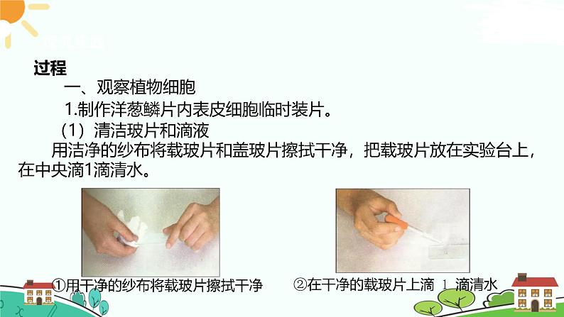 浙教版2024七年级上册科学第1节  生物体的基本单位（第3课时）  课件第5页