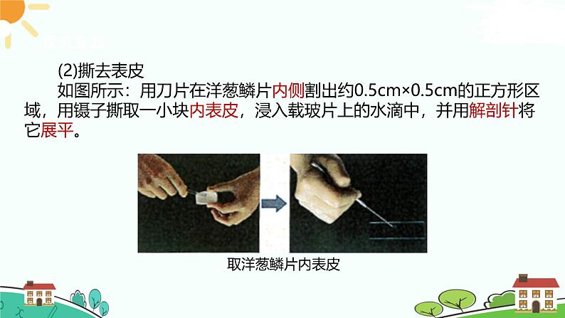 浙教版2024七年级上册科学第1节  生物体的基本单位（第3课时）  课件第6页