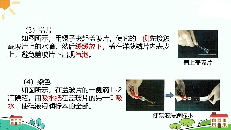 浙教版2024七年级上册科学第1节  生物体的基本单位（第3课时）  课件第7页