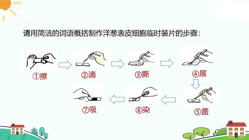 浙教版2024七年级上册科学第1节  生物体的基本单位（第3课时）  课件第8页