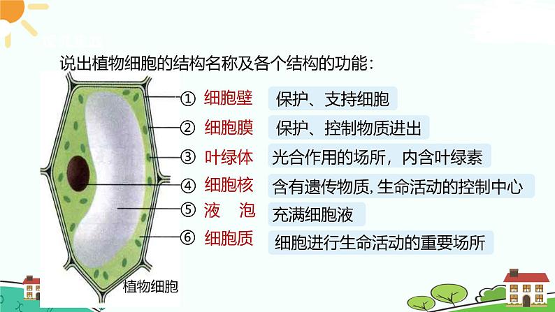 浙教版2024七年级上册科学第1节  生物体的基本单位（第4课时）  课件第4页