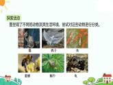 浙教版2024七年級(jí)上冊(cè)科學(xué)第4節(jié)  生物的分類  課件