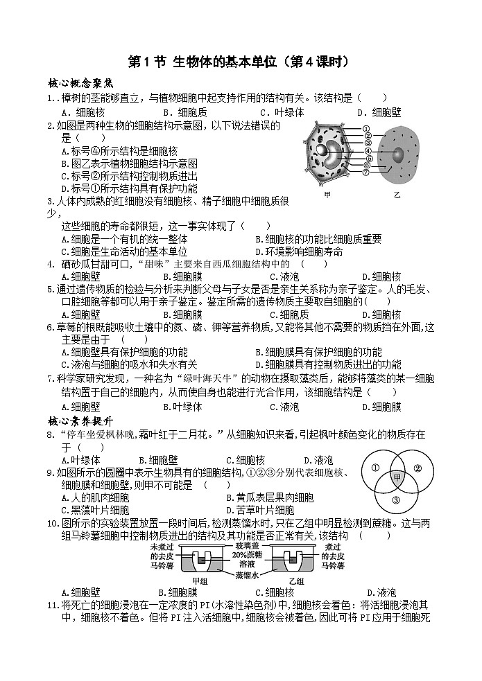 浙教版2024七年级上册科学第1节 生物体的基本单位（第4课时）同步练习含答案01