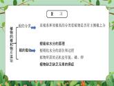 浙教版(2024)八下科学第4章节4.4《植物的茎与物质运输》课件+教案+分层作业（原卷版+解析版）