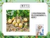 浙教版(2024)八下科学第4章节4.4《植物的茎与物质运输》课件+教案+分层作业（原卷版+解析版）