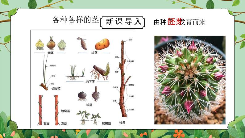 浙教版（2024）八下科学4.4《植物的茎与物质运输》PPT课件第6页