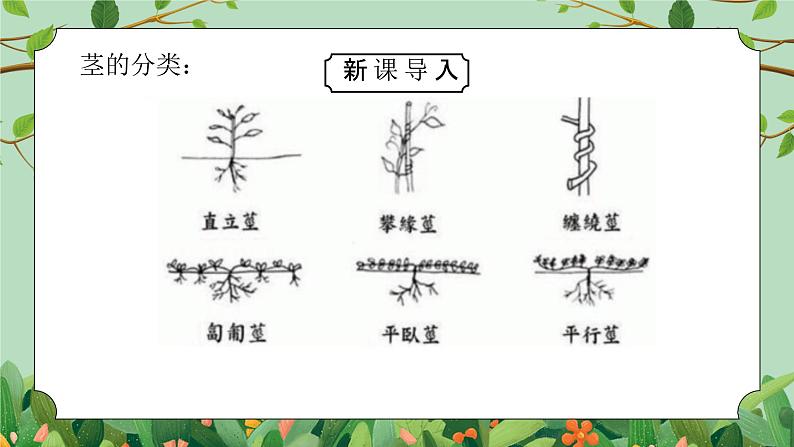 浙教版（2024）八下科学4.4《植物的茎与物质运输》PPT课件第7页