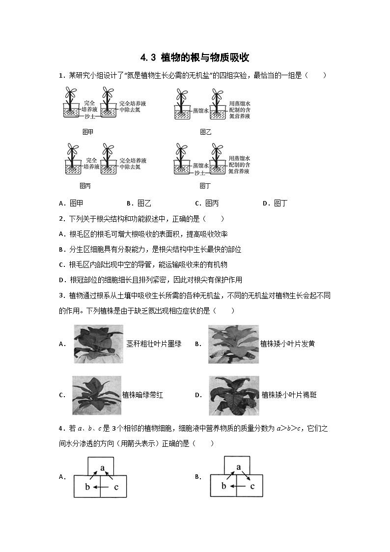 浙教版八下科学4.3《植物的根与物质吸收》同步作业(原卷版)第1页