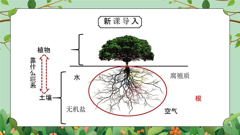 浙教版八下科学4.3《植物的根与物质吸收》PPT课件第5页