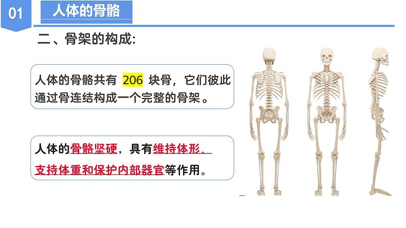 第三章 3.5 人的运动系统和保健（教学课件）--九年级科学下册（浙教版）第8页