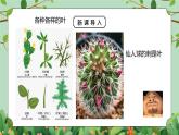 浙教版八下科學(xué)4.5《植物的葉與蒸騰作用》課件+教案+分層作業(yè)（原卷版+解析版）