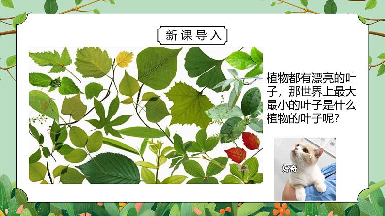 浙教版八下科学4.5《植物的叶与蒸腾作用》PPT课件第6页